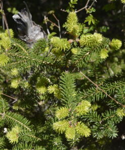 Talassemtane nationalpark