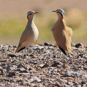 special-interest-Tours