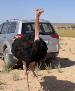 3 days desert tour from Marrakech