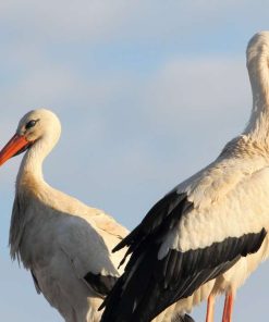 Special Interest Morocco Vacations