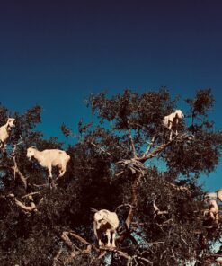 Essaouira day tour