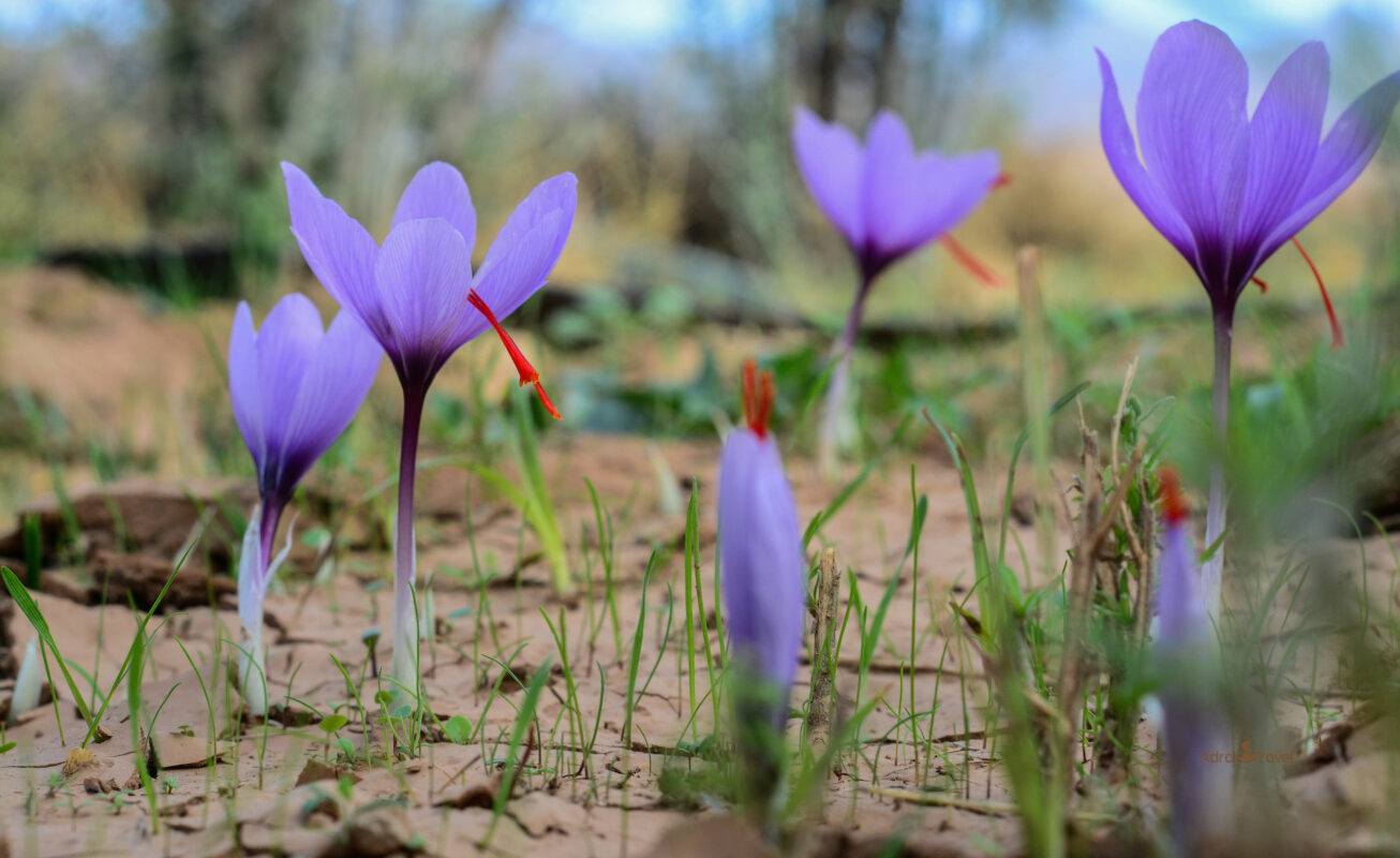 Moroccan Saffron