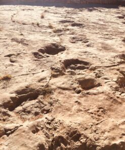 Dinosaur footprints in Ait Bouguemez