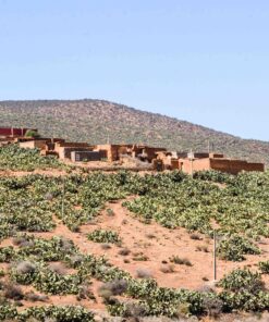 Cactus region of Agadir