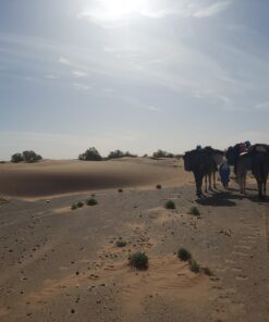 Sahara desert trekking