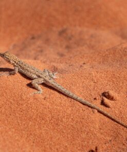 Endangered Morocco Animals