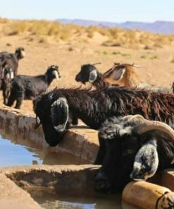 homestay in the Sahara desert