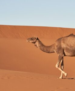 Best desert trip to Morocco