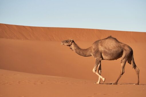 Marrakech to Merzouga desert tour