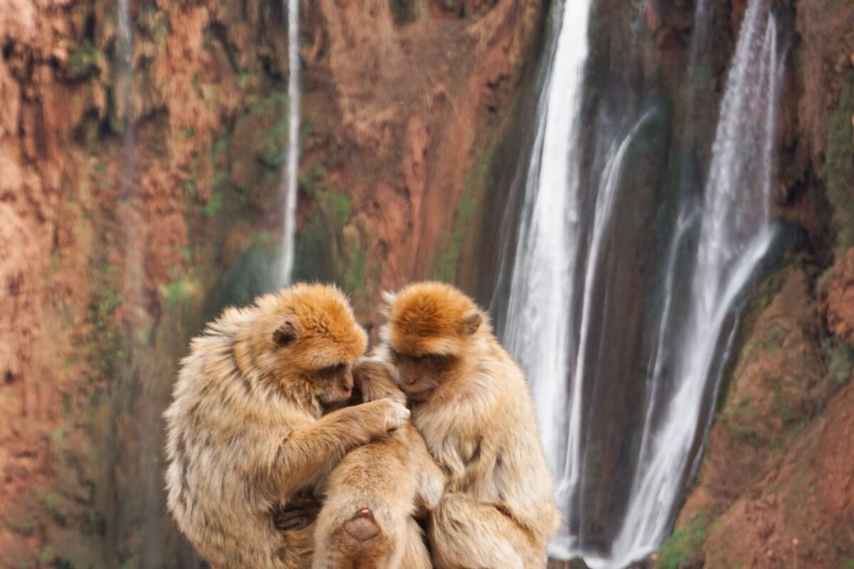 Ouzoud waterfalls in Morocco