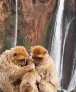 Ouzoud waterfalls in Morocco